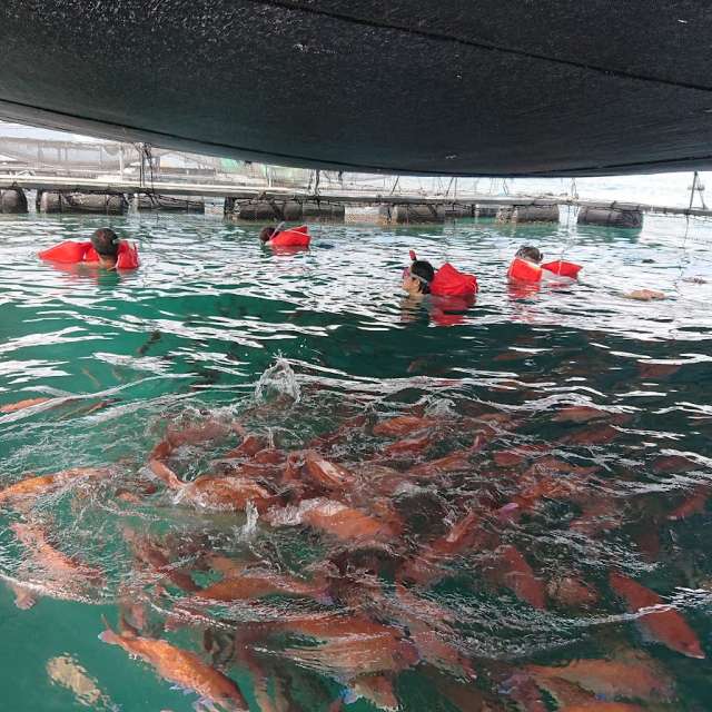 to be Tai
experience swimming with thousands of sea red bream