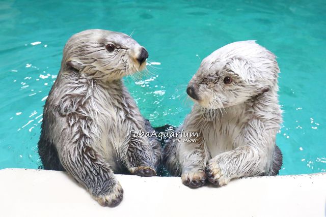Otters Mei and Kira