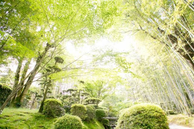 Shokado Garden: Early summer