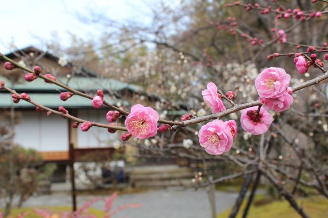 松花堂庭園：初春