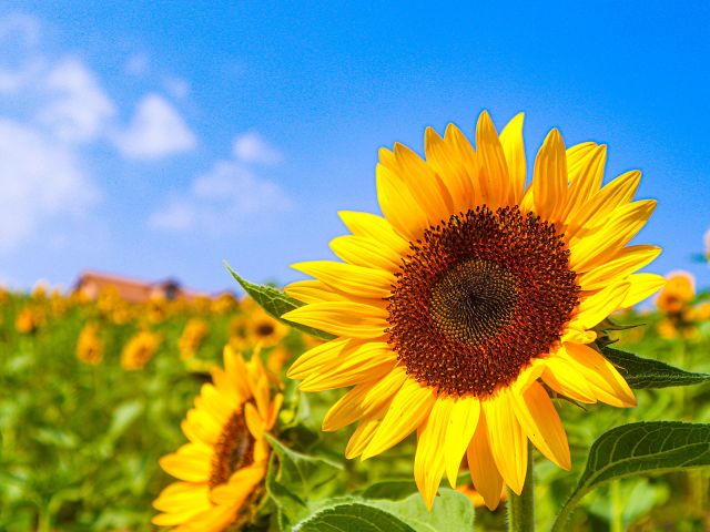 Summer/Sunflower field