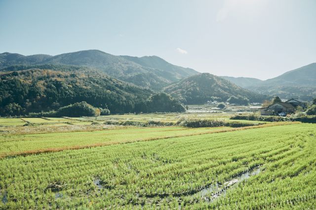 The serene landscape of rice paddies and gentle mountains that spreads out right in front of the brewery.
