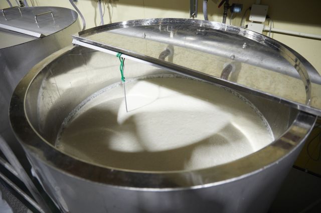 Sake fermenting in the brewing tanks.
