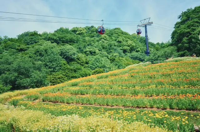Kaze no Oka Flower Garden, where flowers bloom throughout the seasons
神戸布引ハーブ園／ロープウェイ