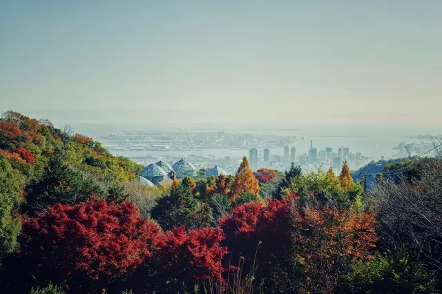 Autumn leaves at Nunobiki, a well-known spot for autumn leaves in Kobe
神戸布引ハーブ園／ロープウェイ