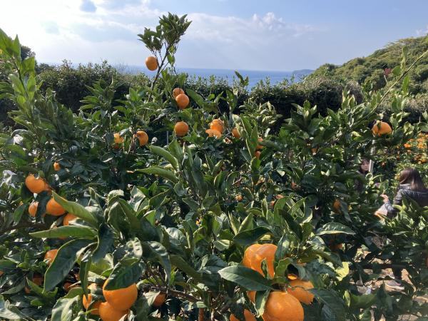 Mikan picking experience in Arida, Wakayama Prefecture, the home