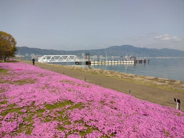 公園を彩る芝桜（４月）