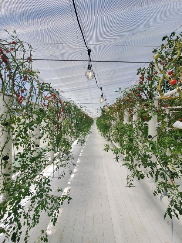 アクアポニックス農法で育てたトマト狩りとピザ焼き体験 天気に左右