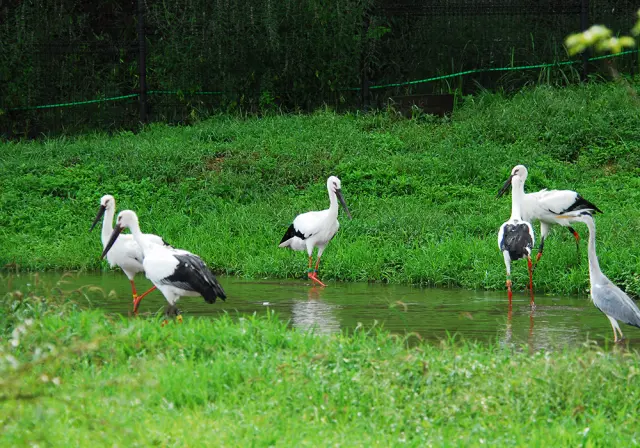 コウノトリの郷公園