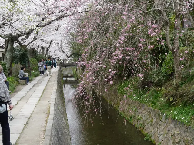 哲学の道