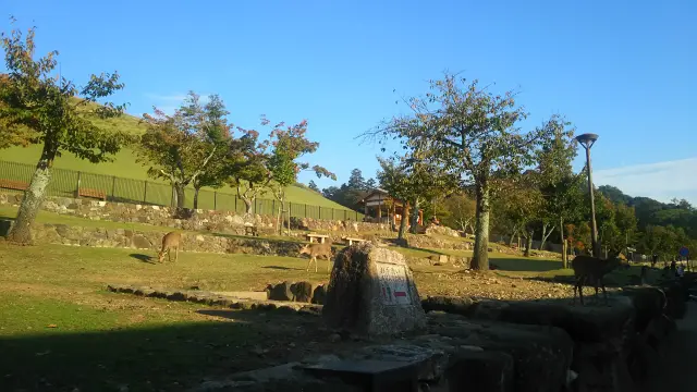 Tour of Nara Park and surrounding shrines and temples where deer play in herds (Nara City, Nara Prefecture)
