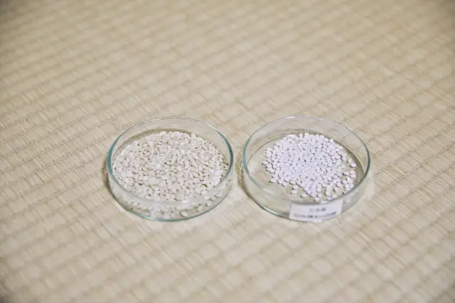 Yamadanishiki is the rice used to make sake.
Brown rice (left) and 50% polished rice (right).