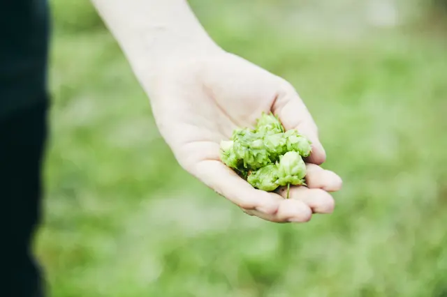 The fresh Yosano hops are all hand-picked one by one. They have a rich aroma that dried hops do not have. They are vacuum-packed and frozen on the same day to preserve their freshness.