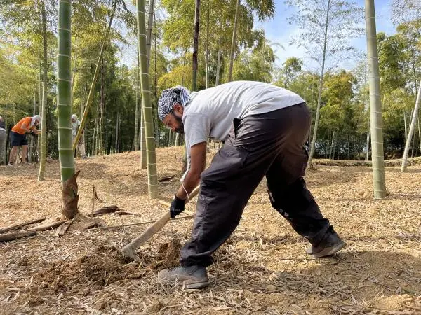 Spring special! Enjoy unearthing and eating Kyoto bamboo shoots with a master farmer
