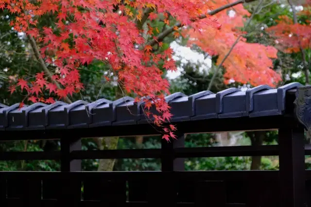 庭園の紅葉