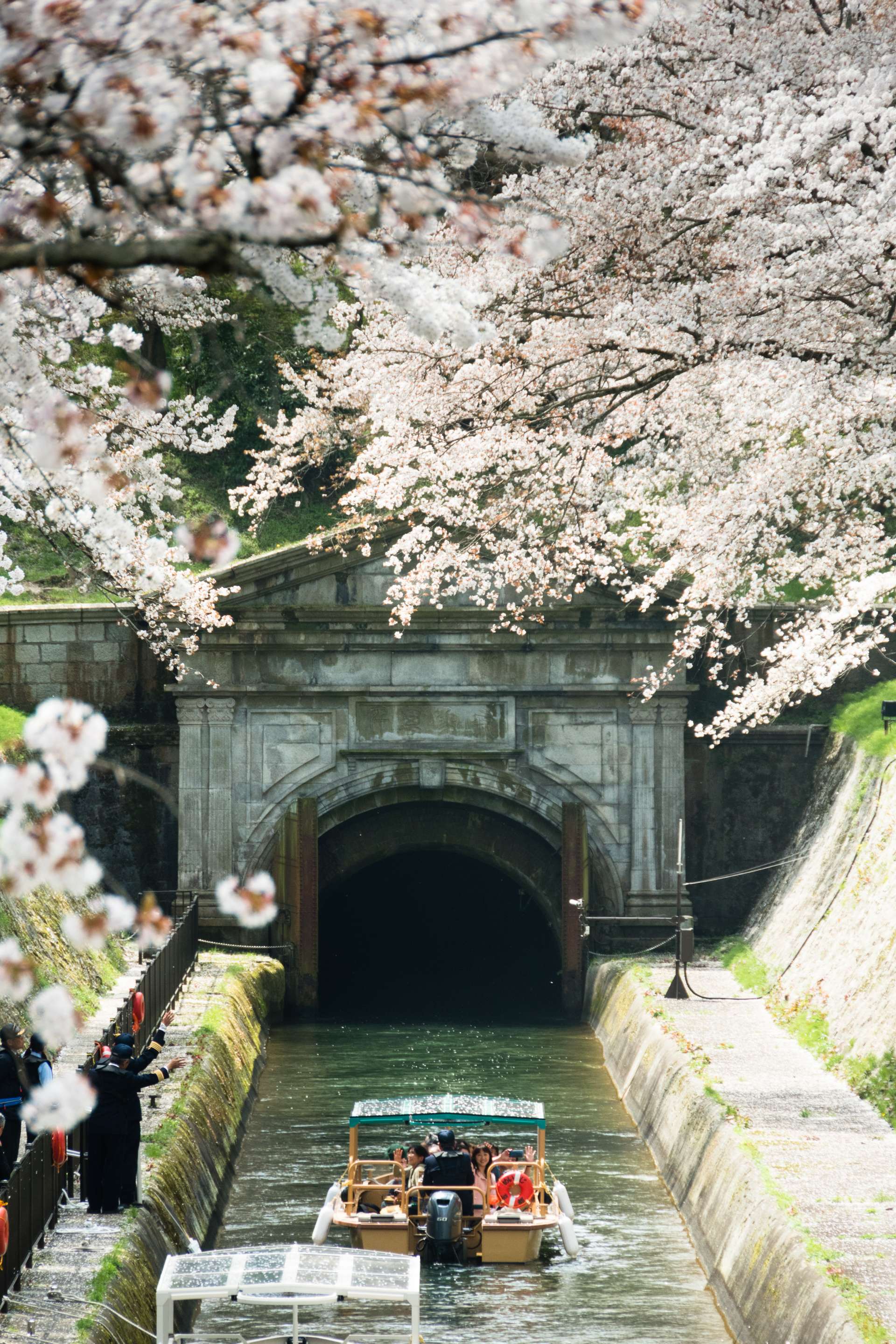 桜が疎水を華やかに彩ります。