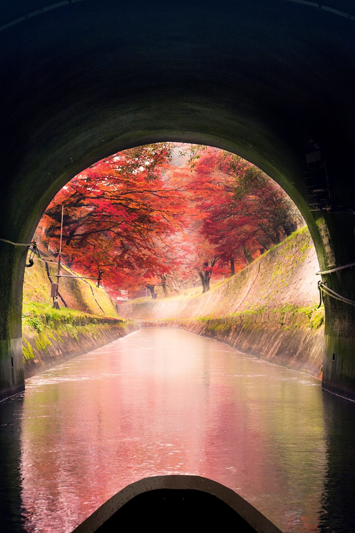 トンネル越しの紅葉も必見!