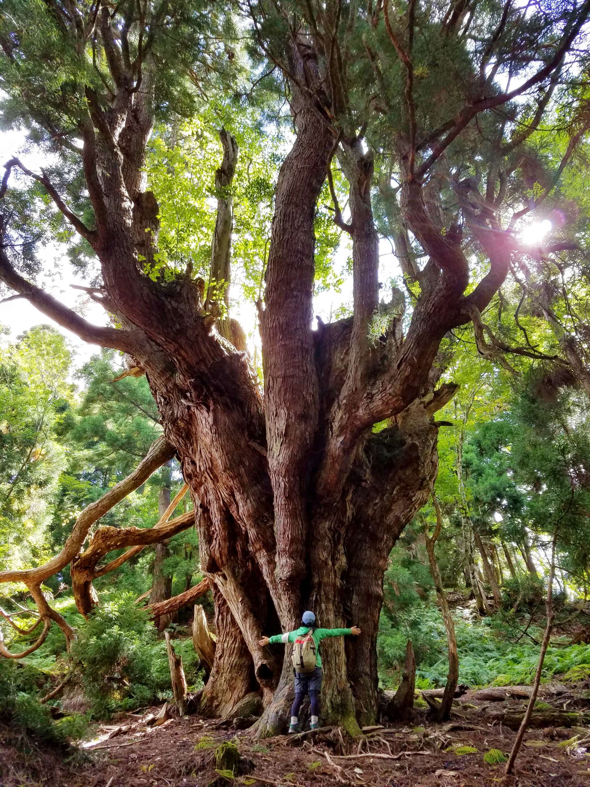圧巻の巨大杉。ガイドツアーでのみ行くことができるコースです（©美山町自然文化村）