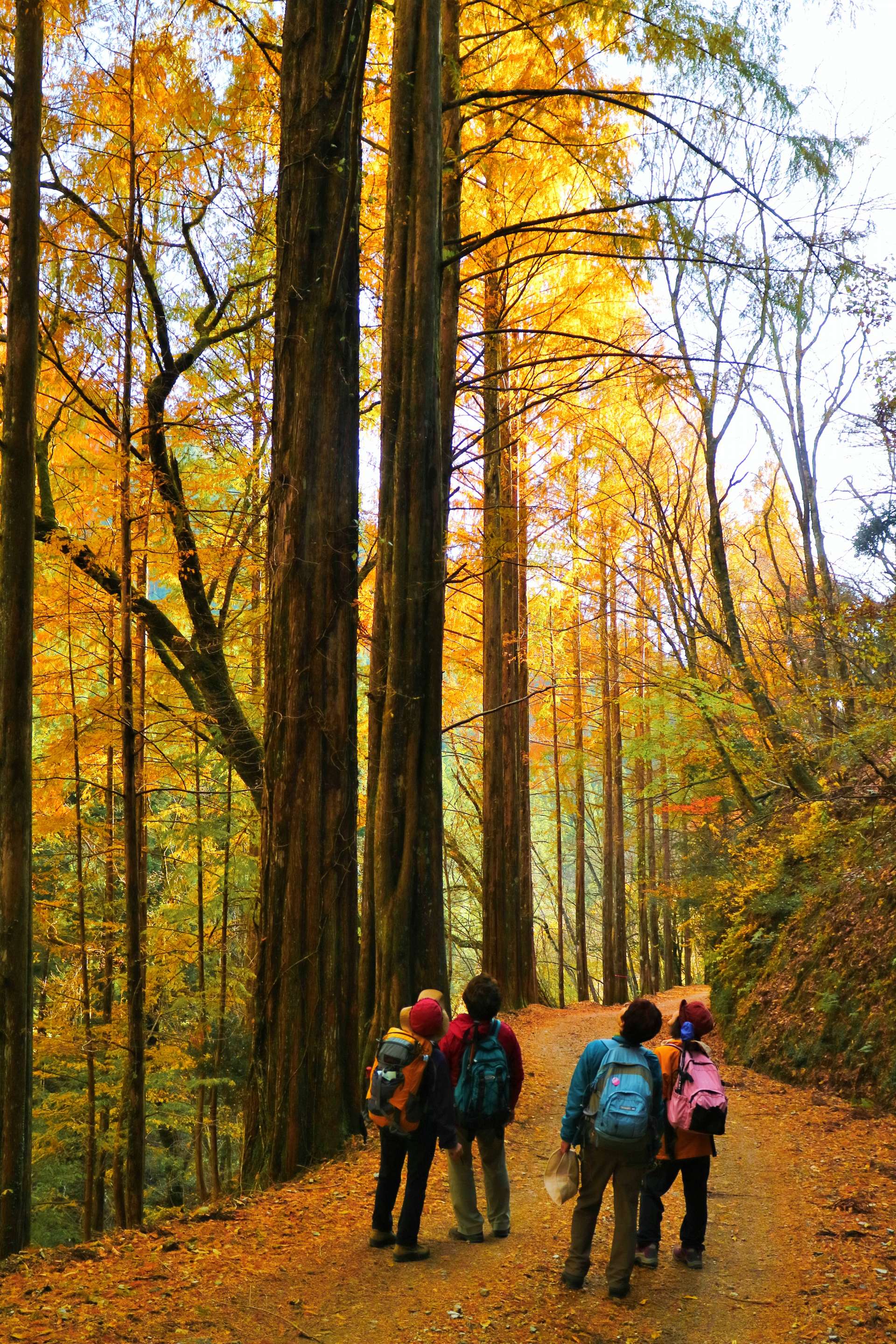 鮮やかな紅葉が美しい芦生の森（©美山町自然文化村）