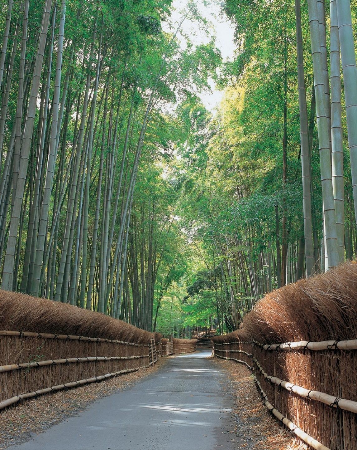 竹の径（©向日市観光協会）
