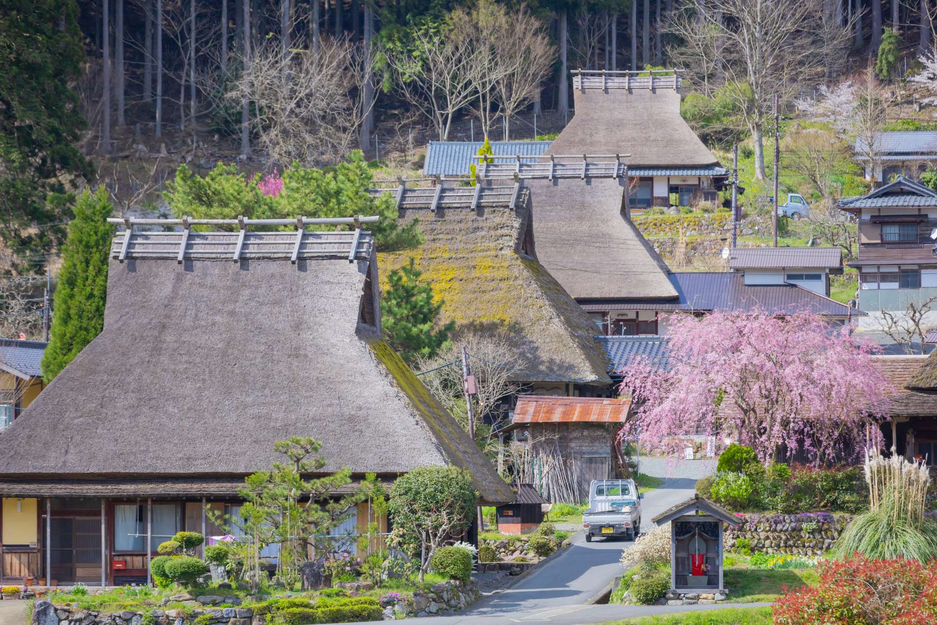 春の美山かやぶきの里。かやぶき屋根と桜の美しい情景に出会えます。