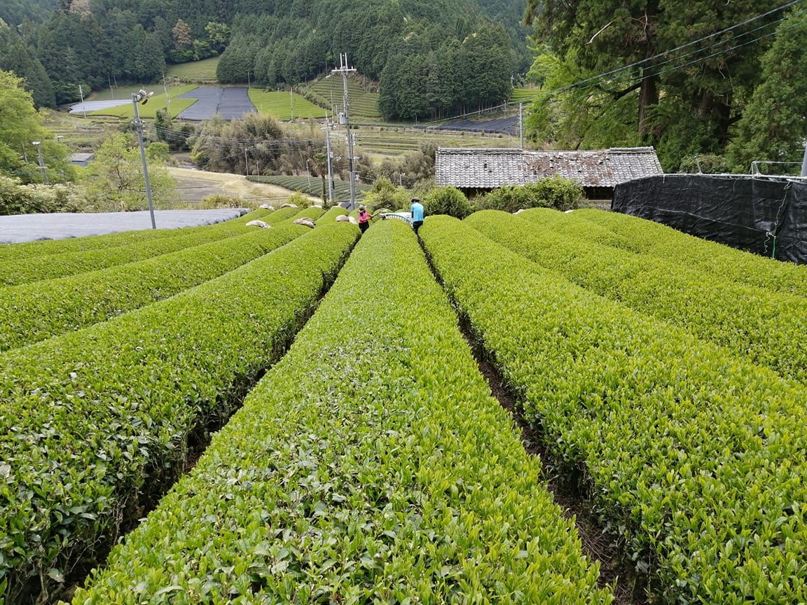 d:matcha自社茶園を歩き、茶畑に囲まれた景観を楽しめます