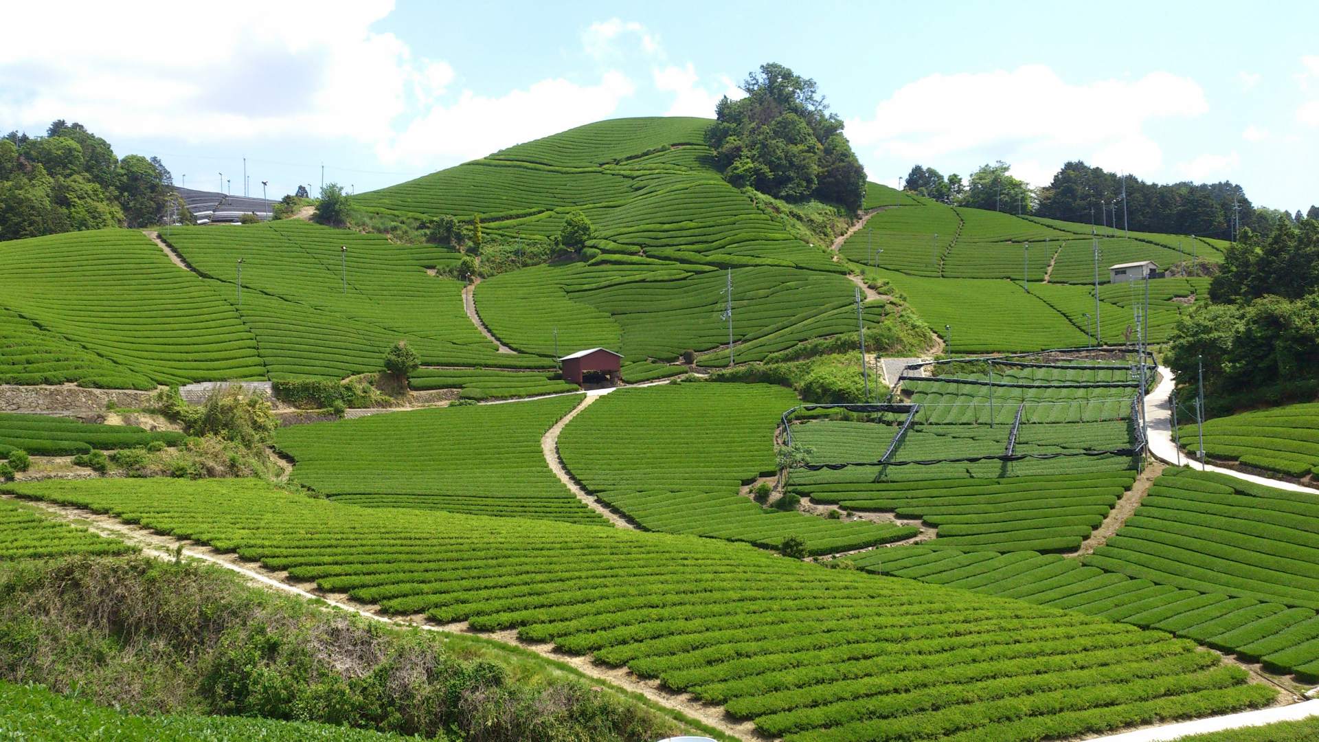 石寺 の 茶畑