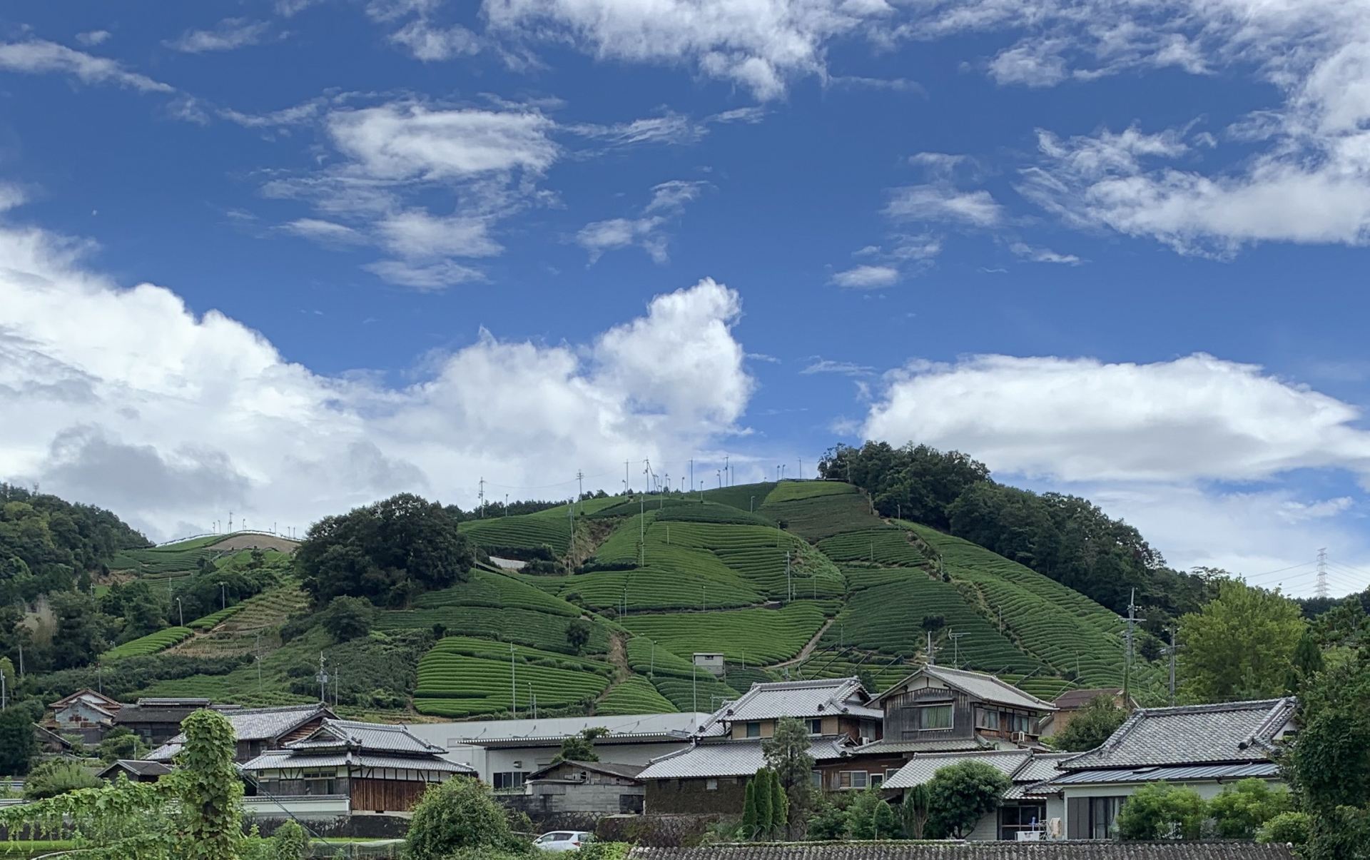 釜塚の茶畑