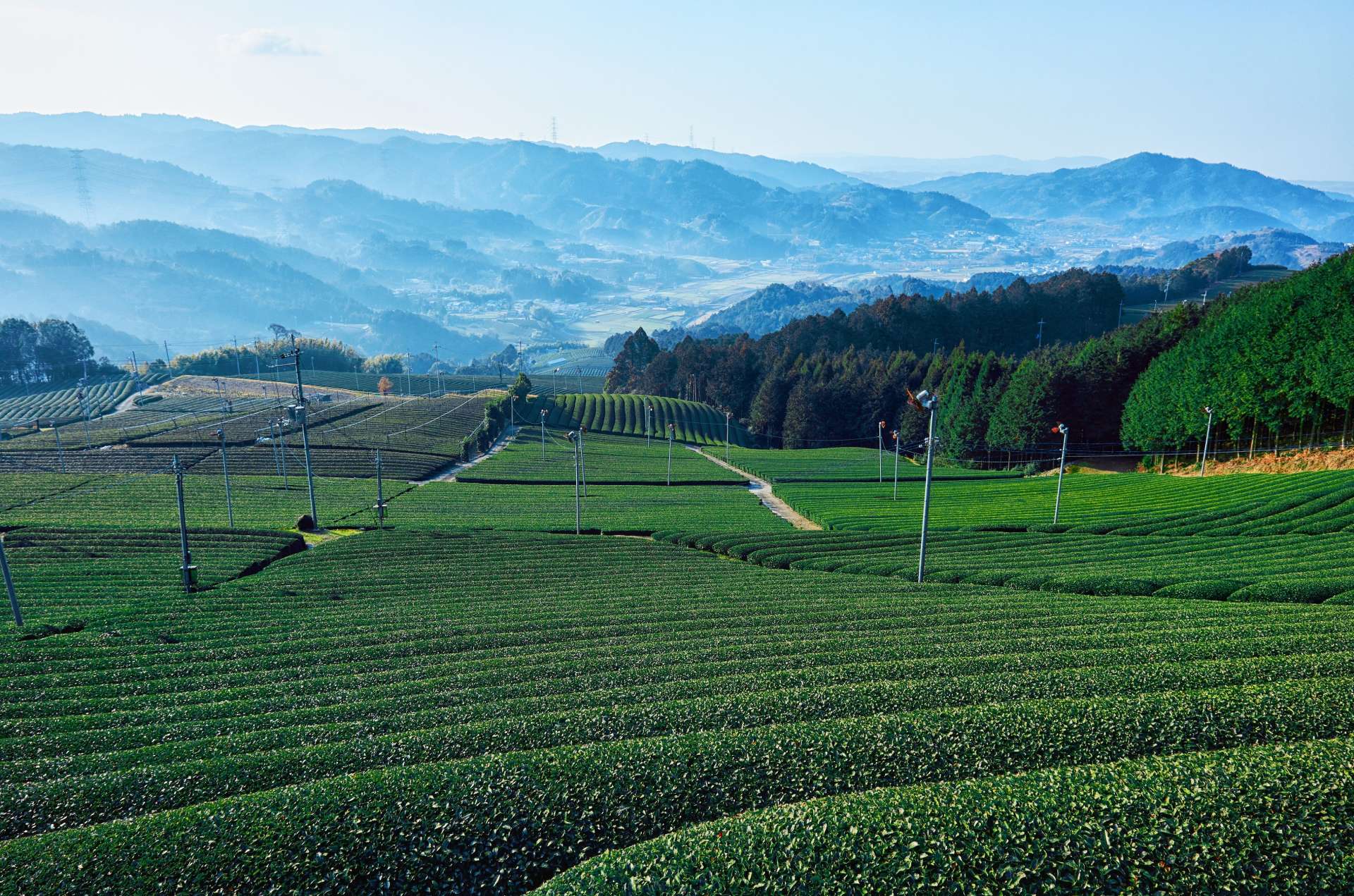 和束町原山の茶畑景観