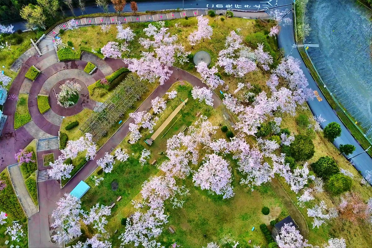 約800本の桜の木が植わる「桜公園」。