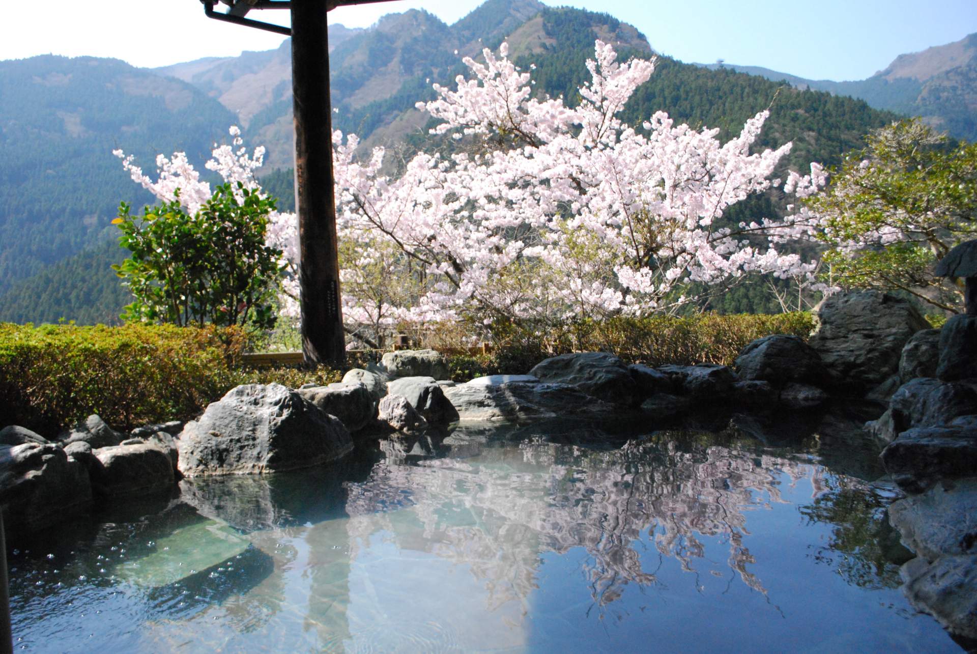 山中に溶け込む女湯「樹海の湯」。桜が咲く春は、湯面も桜色に。