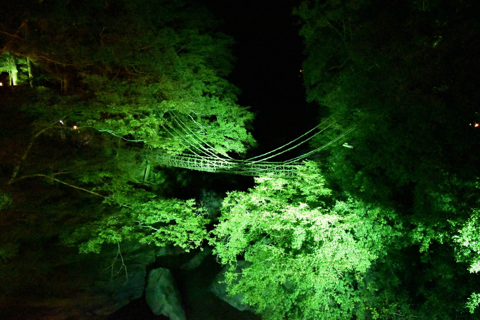 深緑に浮かびあがる夜の「祖谷のかずら橋」。