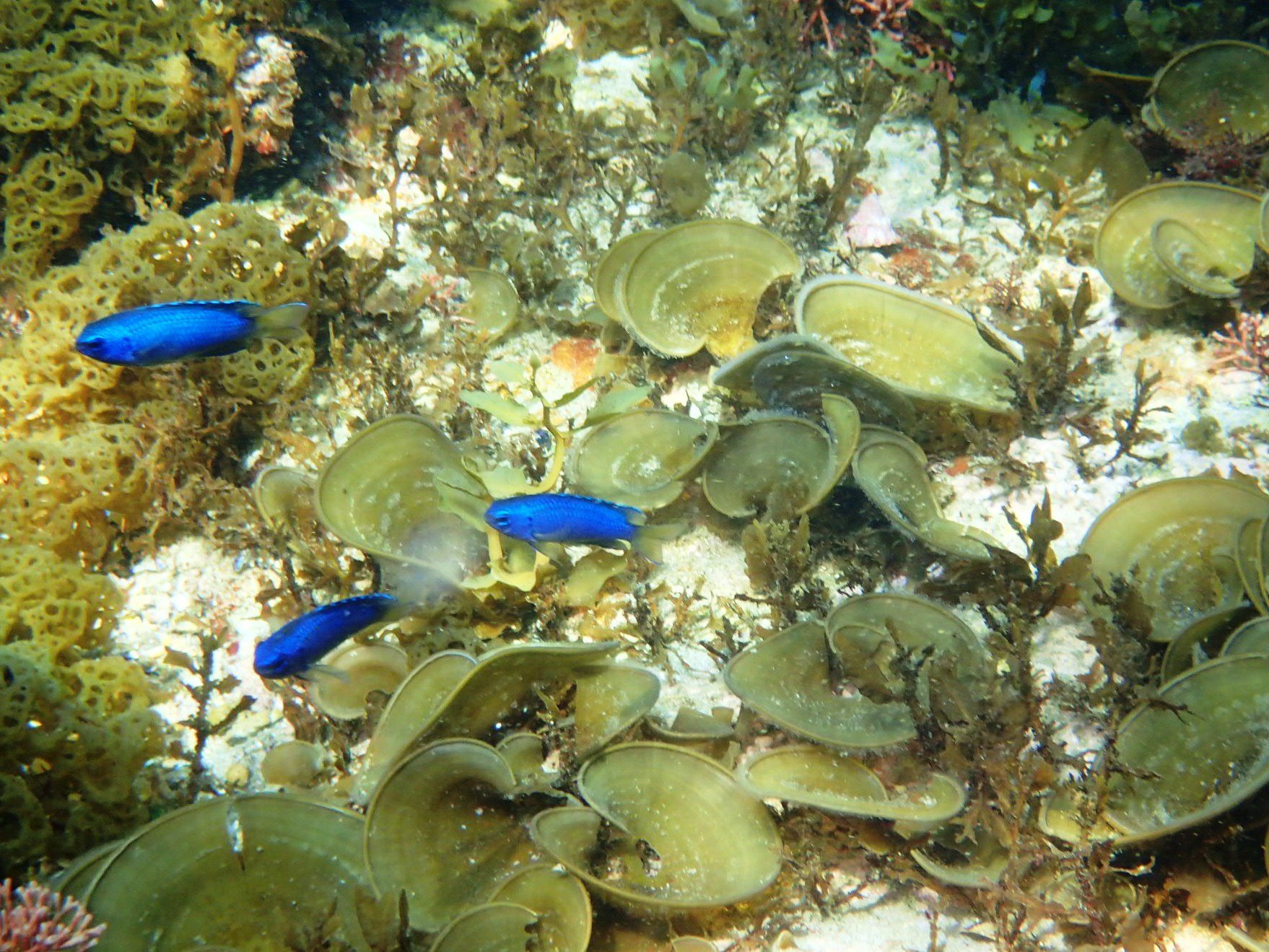 どんな海の生き物に出合えるかはお楽しみに。