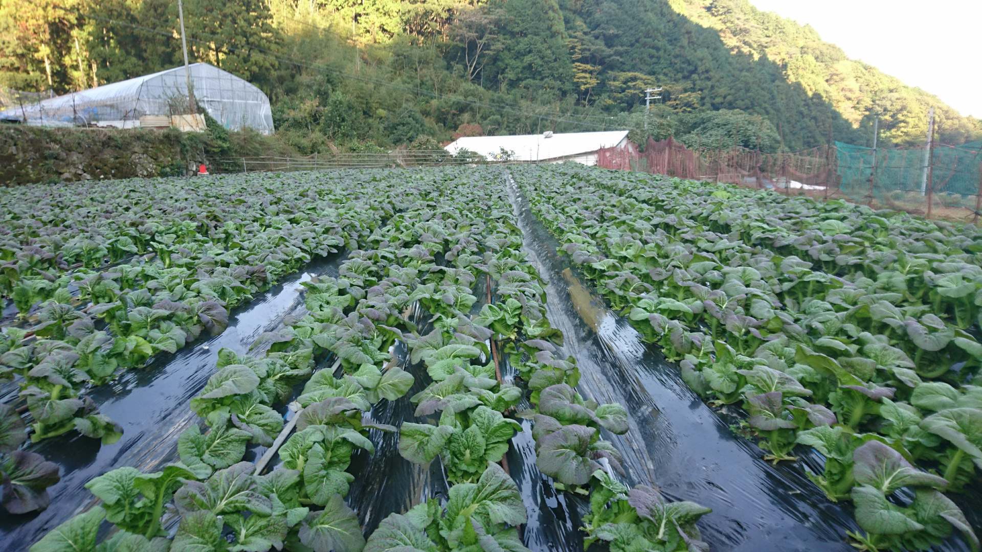 めはり寿司に適したサイズの葉っぱを1枚ずつ収穫。